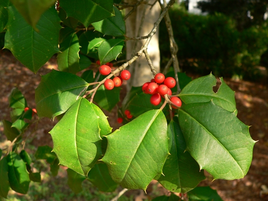 {Ilex opaca}